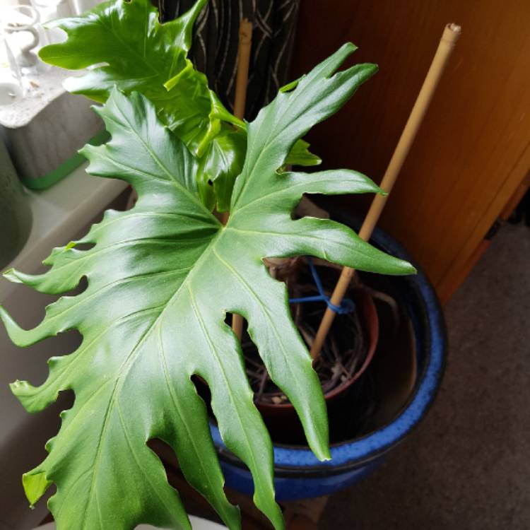 plant image 1553303 plant image 1553303