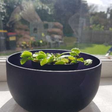 Dionaea muscipula