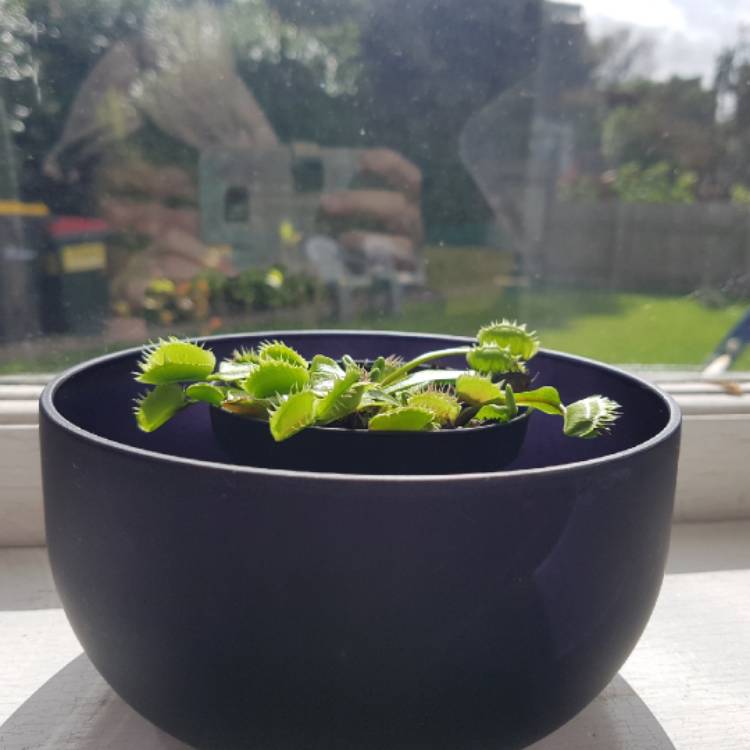 plant image 1566798