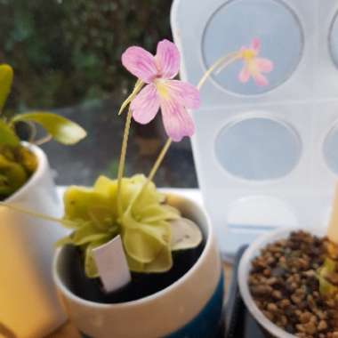 Pinguicula 'Weser'