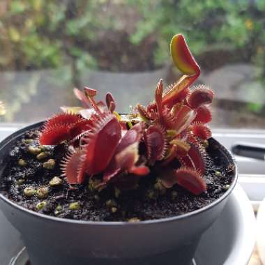 Dionaea muscipula 'Dente Flytrap'