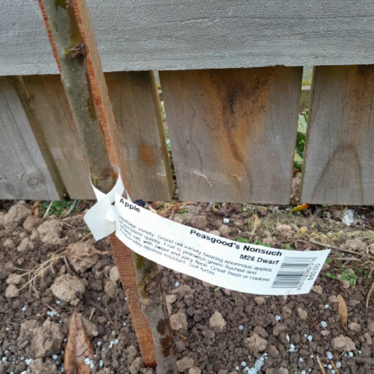 plant image 1624716