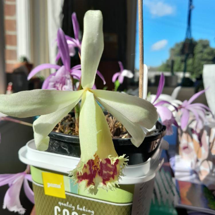 plant image 1630172