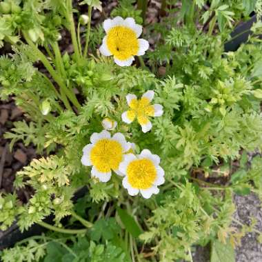 Limnanthes douglasii