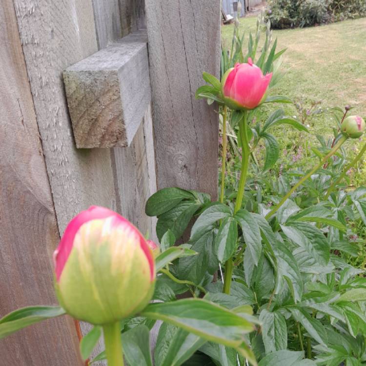 plant image 1635452