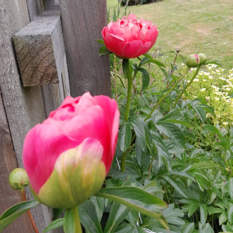plant image 1635647