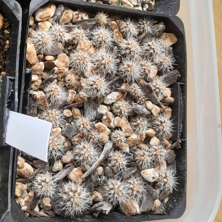 plant image 1635695 plant image 1635695