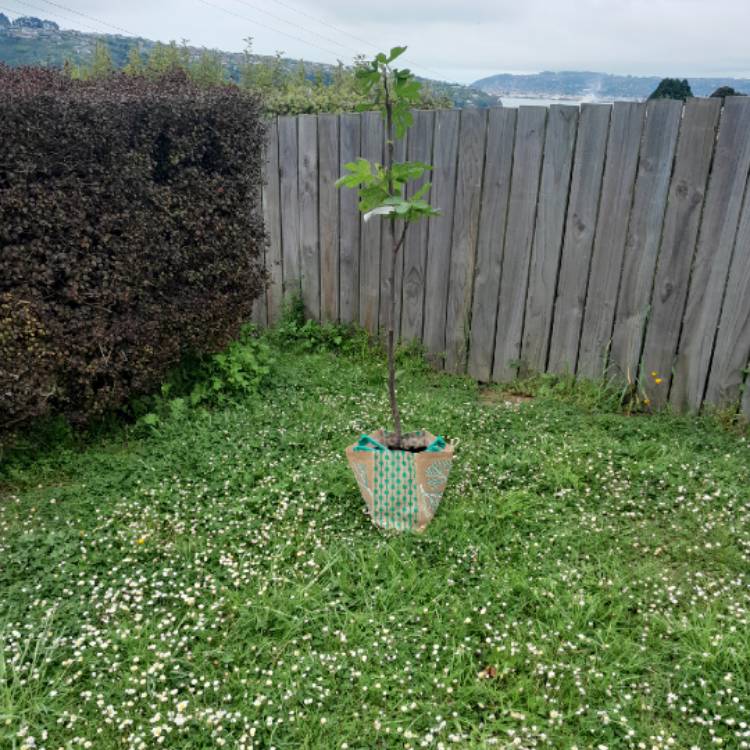 plant image 1637816