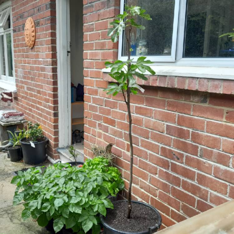 plant image 1637826