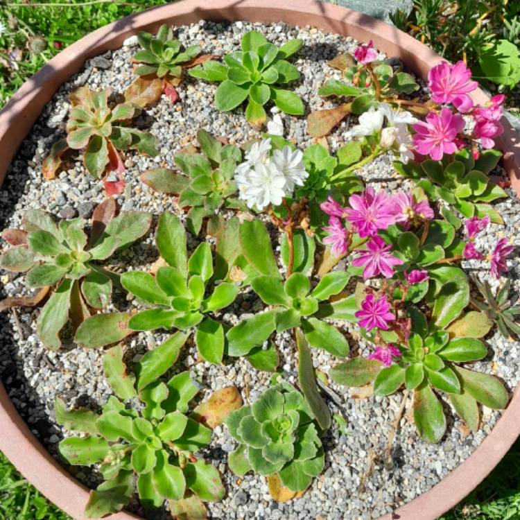 plant image 1640621