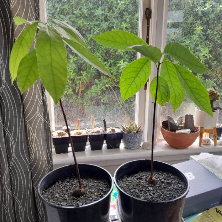 Plant image Persea americana 'Hass'