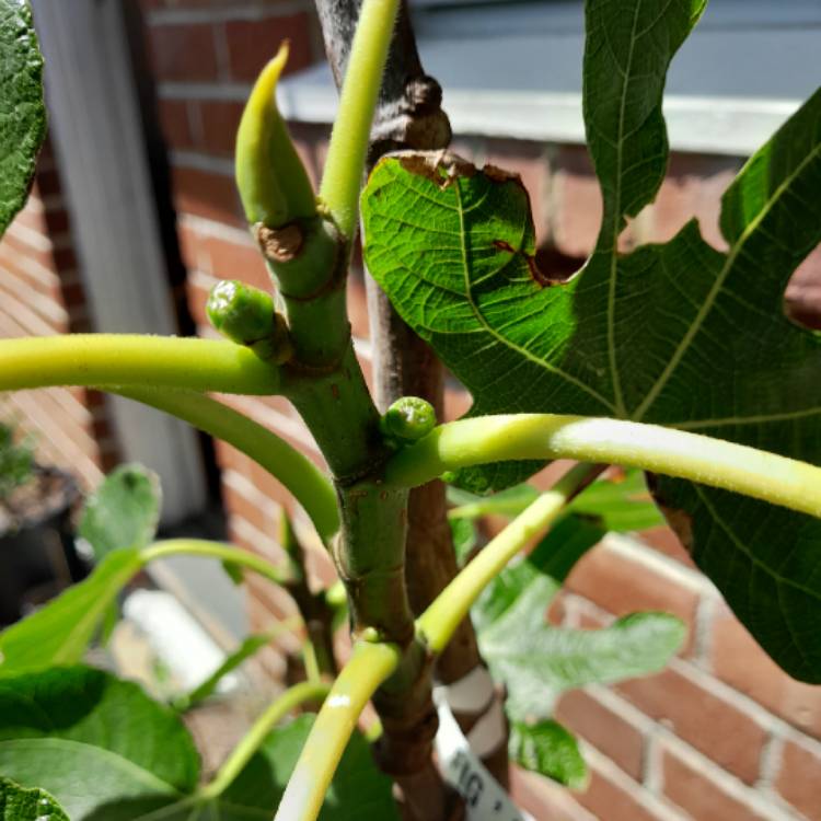 plant image 1643417