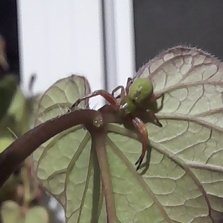 plant image 1651023 plant image 1651023