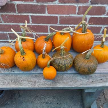 Cucurbita pepo 'Small Sugar'