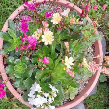 Siskiyou Lewisia