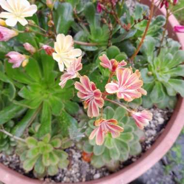 Siskiyou Lewisia