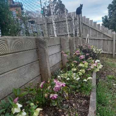 Erin's garden