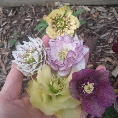 Erin's garden