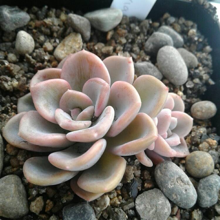 Plant image x Pachyveria Orpet