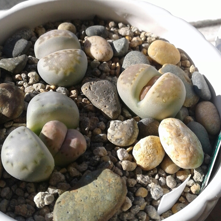 plant image 802322 plant image 802322