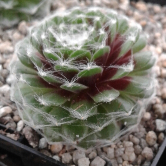 plant image 803406