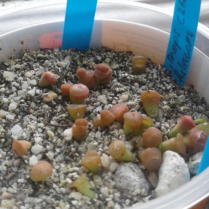 plant image 808564