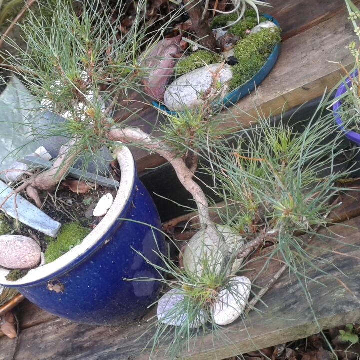 Plant image Pinus radiata