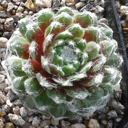 plant image 810813
