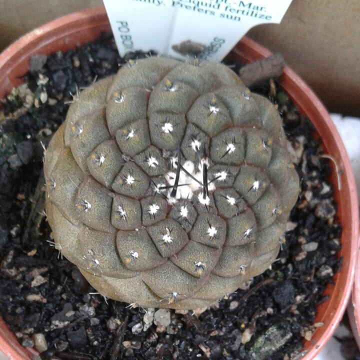 Plant image Copiapoa hypogaea