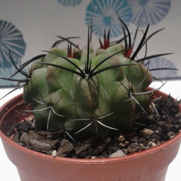 Plant image Eriosyce heinrichiana