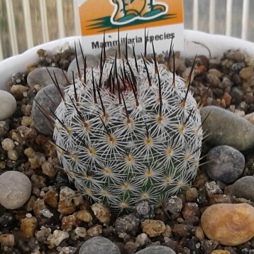 plant image 814029