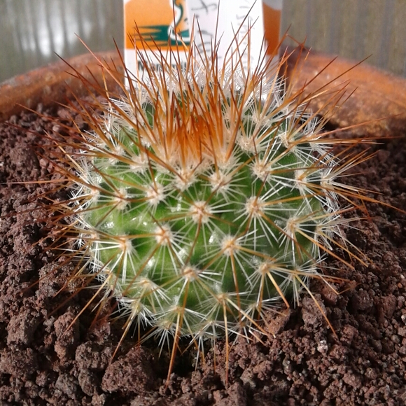 Plant image Mammillaria spinosissima f. rubrispina