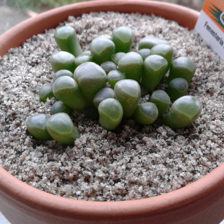 plant image 816089