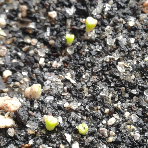 Plant image Lithops Otzeniana C128