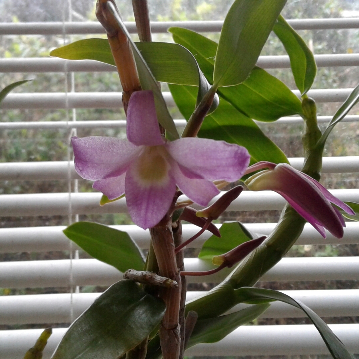 plant image 821893