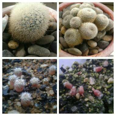 Various