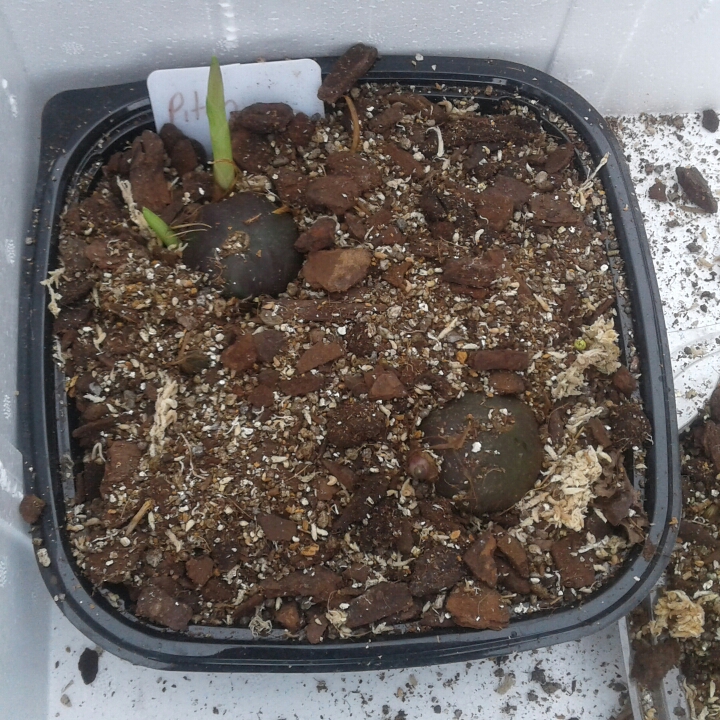 Plant image Pleione Formosana