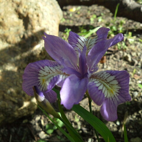plant image 826791