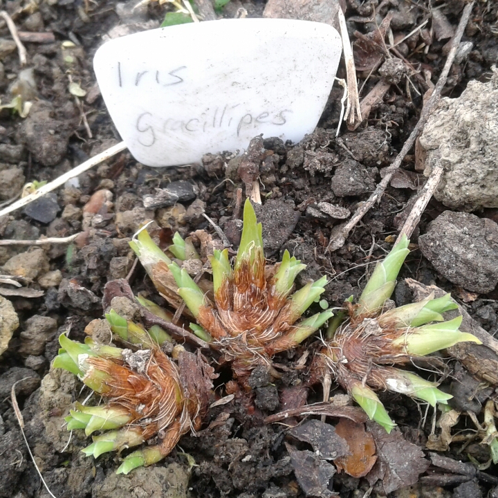 plant image 826876