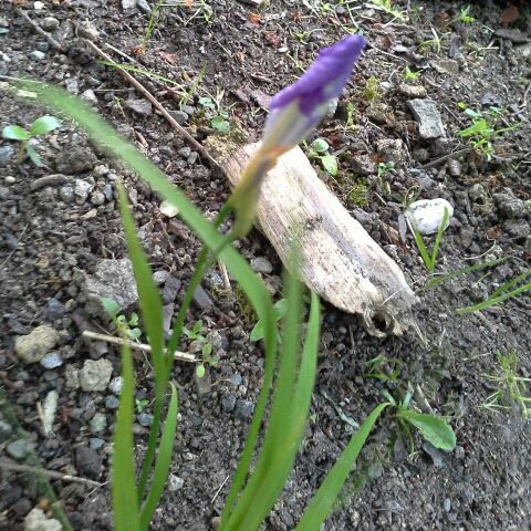 plant image 826878