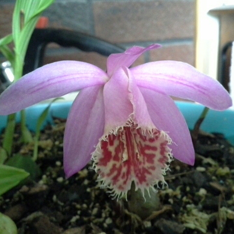 plant image 826881