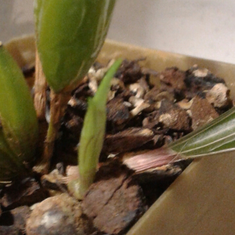 Plant image Dendrobium 'Micro Chip' syn. D 'Aussie Chip'