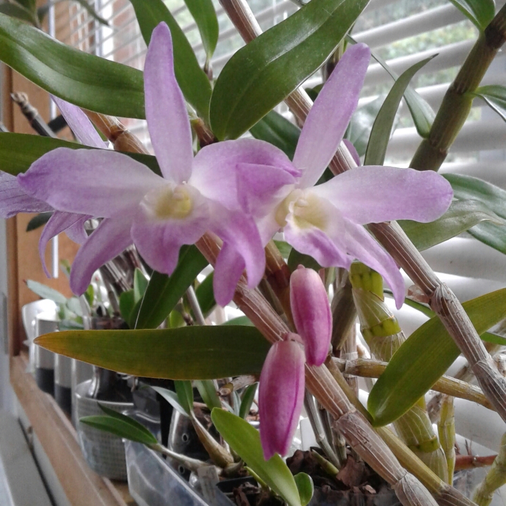 plant image 827728