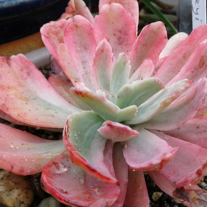 plant image 832912