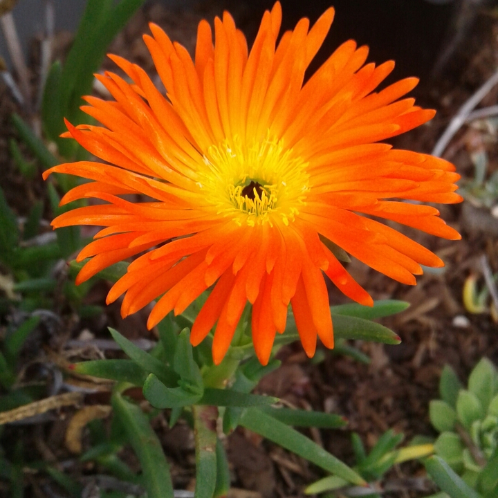 plant image 833831
