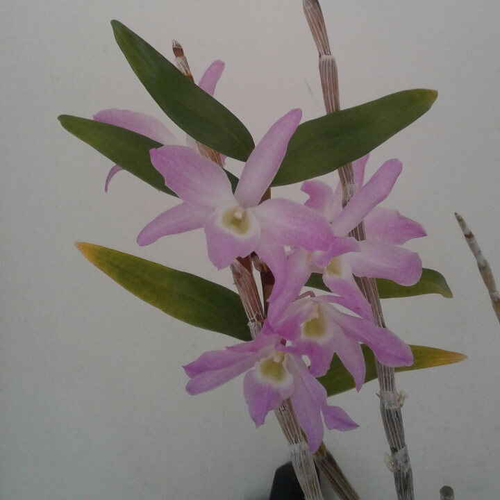 plant image 833936