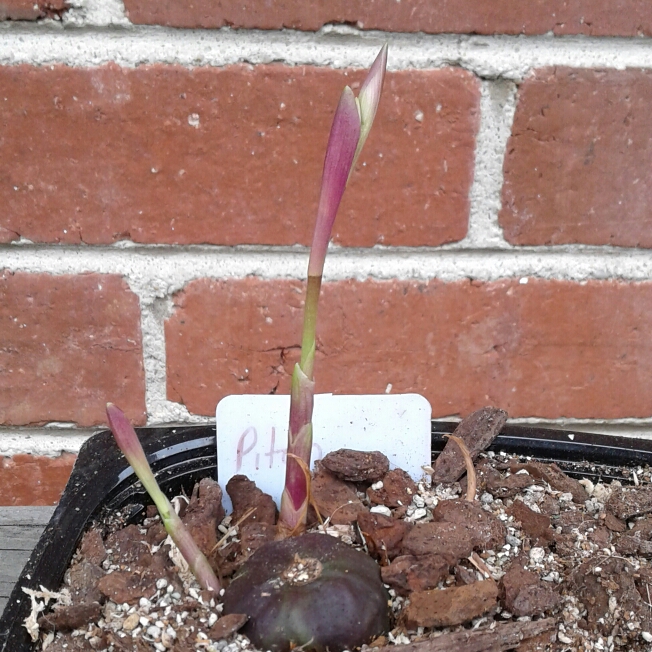 plant image 834753