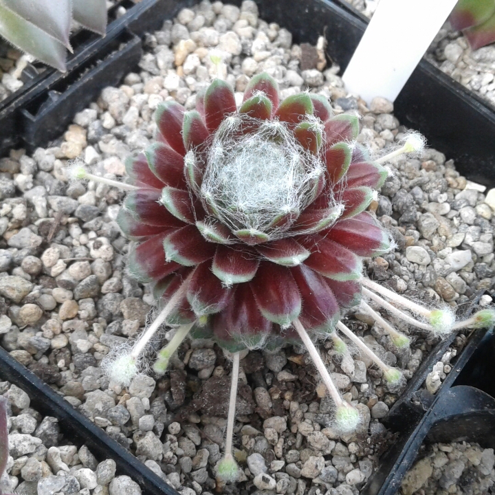 plant image 838795