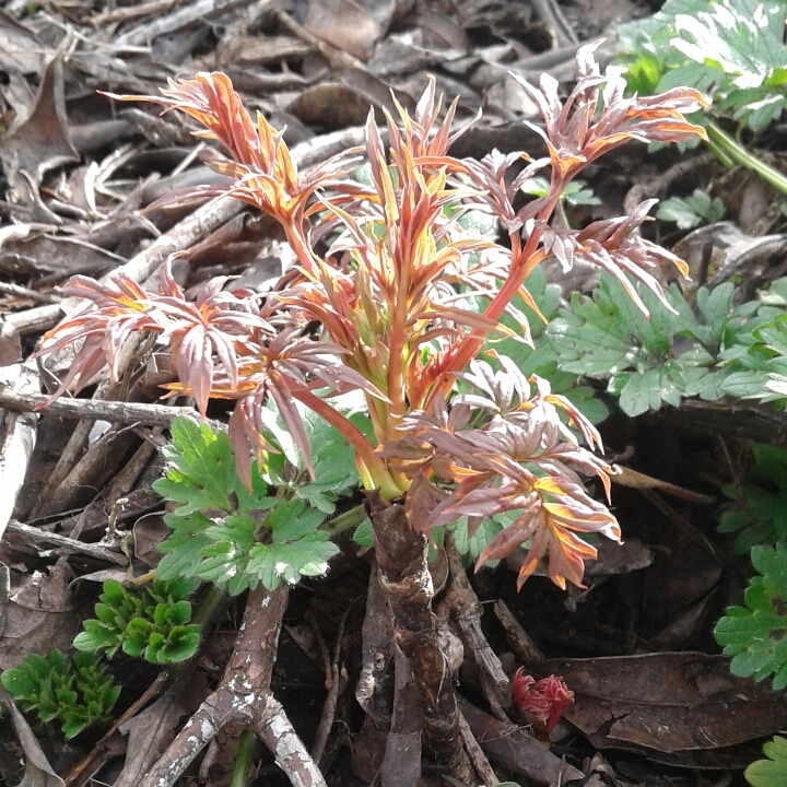 plant image 838991