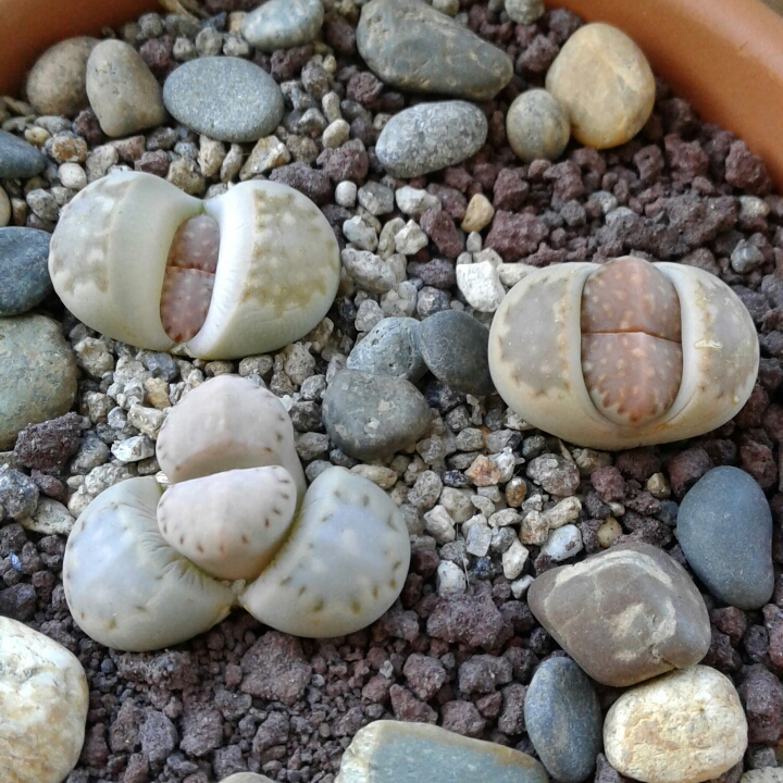 plant image 839604 plant image 839604